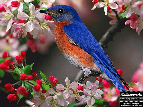 Date this nice looking India man Resh2010 from Bangalore IN135