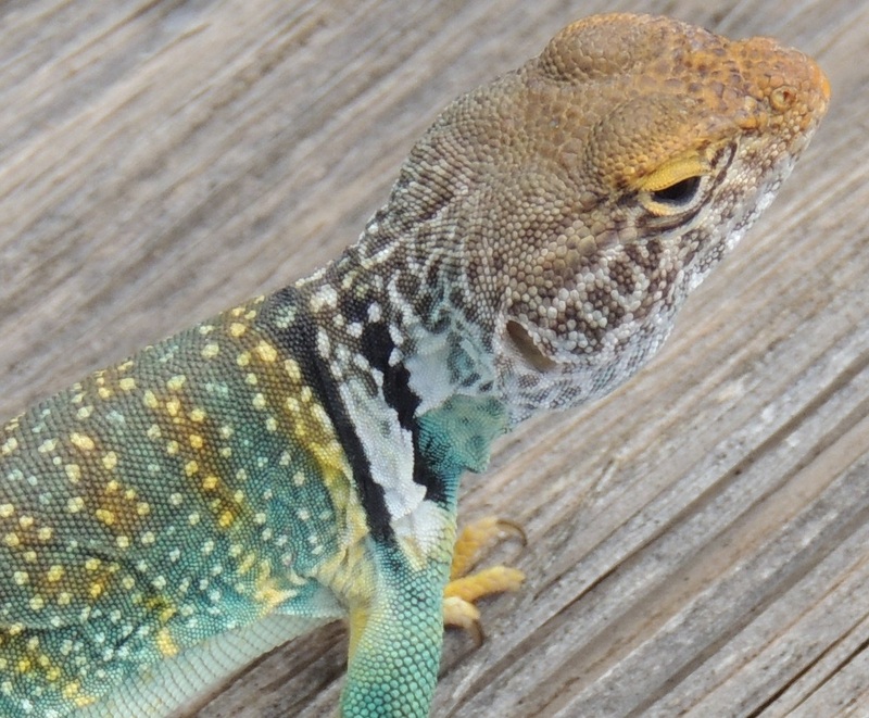 Date this sultry United States man Sphinx368 from Tampa US12026